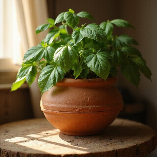 Choosing the Perfect Plant Pots for Your South African Home and Patio - Future Decor