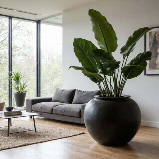 Styling a Large Black Pot for Modern and Boho South African Homes - Future Decor