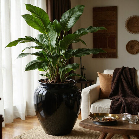 The Versatility and Elegance of Black Large Pots in South African Home Décor - Future Decor