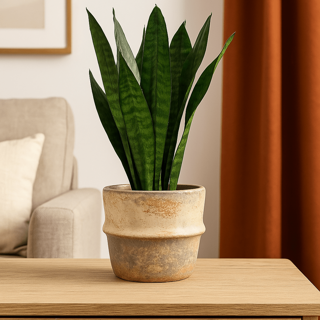 Ceramic Pot - Rustic Beige Colours - Future Decor