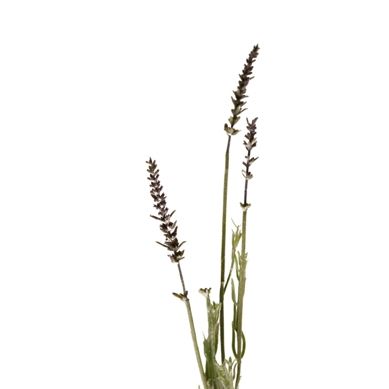 Lavender Artificial Flower Arrangement - Future Decor