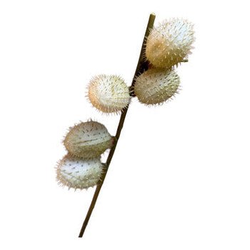 White Thorn Apple Artificial Decoration Plant - Future Decor