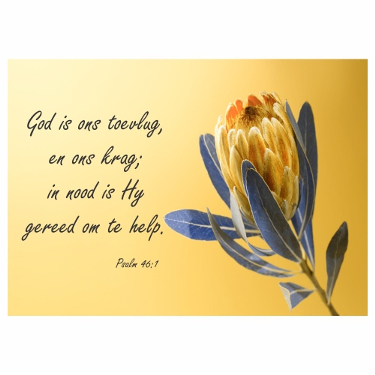 Yellow Protea Inspiration Placemats - 24 Pack - Future Decor